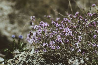 Close-up of insect on purple flowering plant