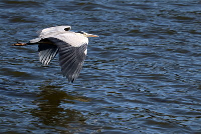 Bird flying over lake