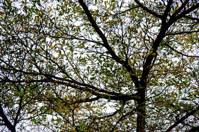 Low angle view of flowering tree against sky