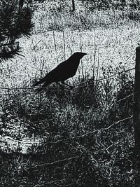 Silhouette of bird on land