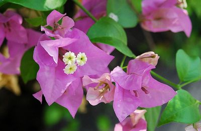 Close-up of pink bougainvillea blooming outdoors