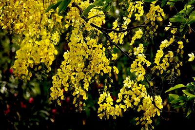 Full frame shot of yellow flowering plant