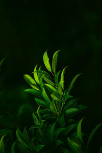 Close-up of fresh green plant against black background