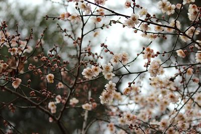 Close-up of white cherry blossoms in spring