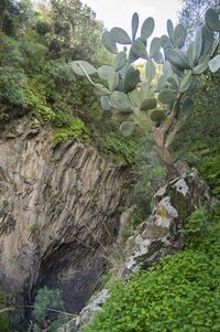 Low angle view of tree against sky