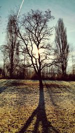 Trees against sky