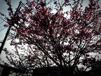 Low angle view of tree against sky