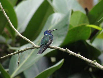 Bird perching on a branch