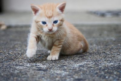 Portrait of cat on street