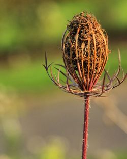 Close-up of plant