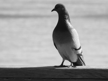 Close-up of bird perching on shore