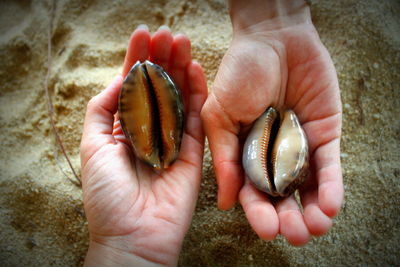 Cropped image of hands holding seashells against sand