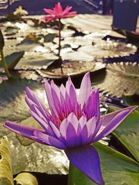 Close-up of pink water lily blooming outdoors