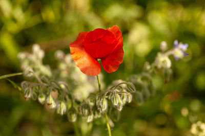 Close-up of red rose