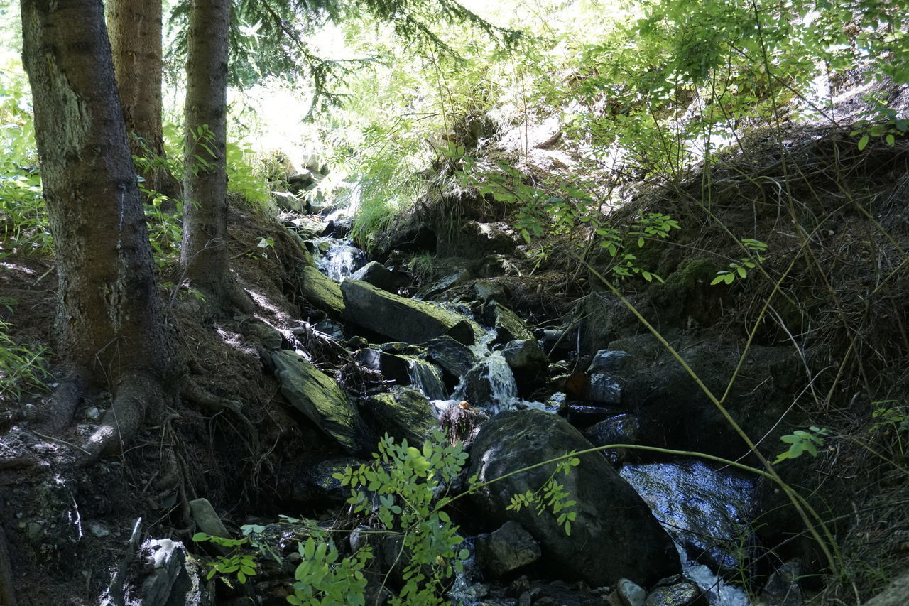 PLANTS GROWING ON ROCK IN FOREST