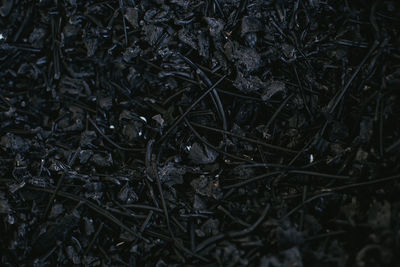 Close-up of dry plants