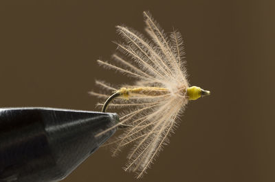 Close-up of dandelion against black background