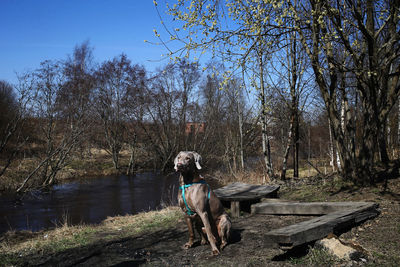View of dog on the lake
