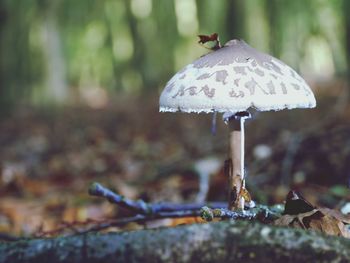 Close-up of mushroom growing on field