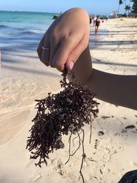 Cropped hand holding seaweed at beach