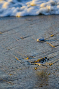 Close-up of insect on beach