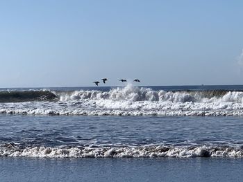 Birds flying over sea against clear sky