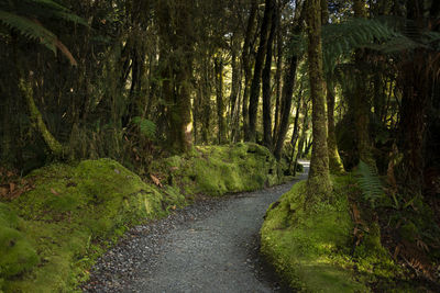 Road amidst trees in forest