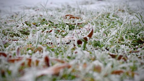 Close-up of grass growing in park