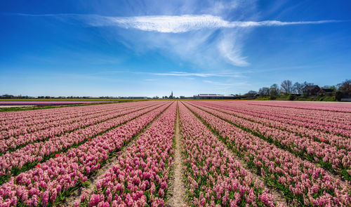 Scenic view of pink flowering plants on field against sky