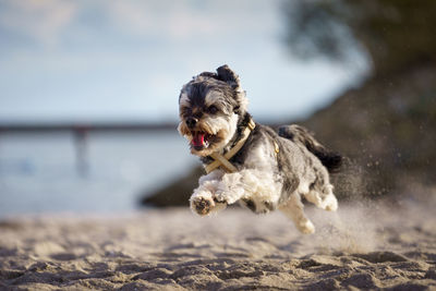 Dog running on beach