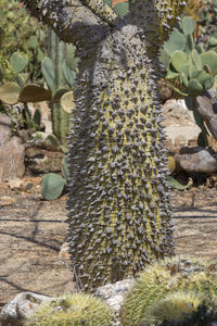 Close-up of succulent plant