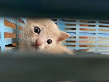 Close-up portrait of a cat