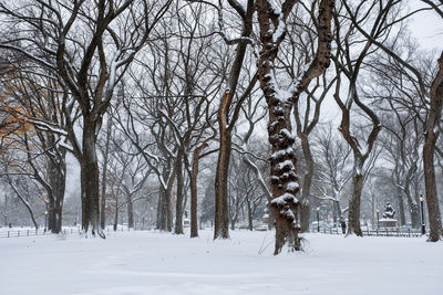 Bare trees on snow covered field during winter