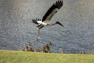Flying wood stork over a pond in sarasota, florida