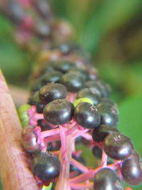 Close-up of berries on tree