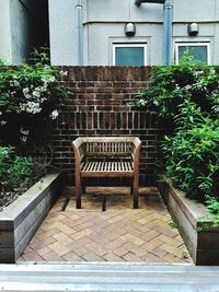 Plants growing in front of building