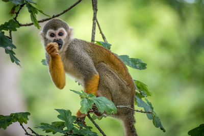 Close-up of monkey on tree branch