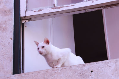 Close-up of cat on window