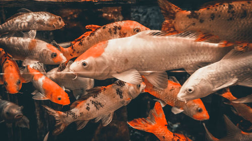 Close-up of koi fish in sea