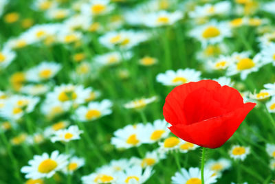 Close-up of red flowers