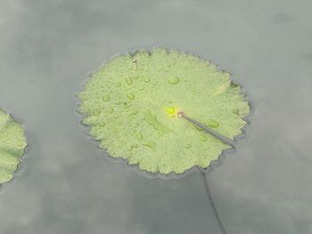 High angle view of leaf floating on water