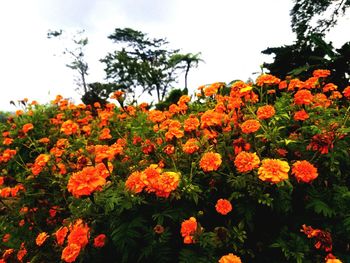 Low angle view of flowering plants against orange sky