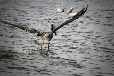 Bird flying in lake