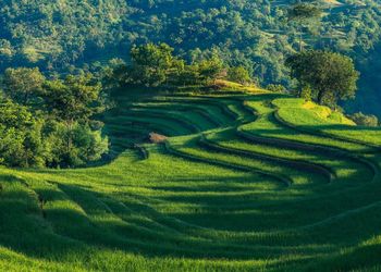 Scenic view of agricultural field