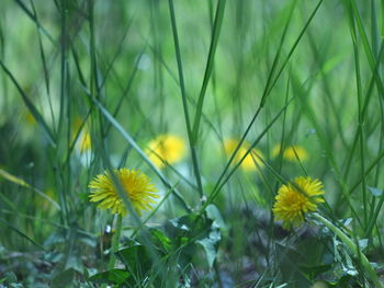 Close-up of yellow flowering plant on field