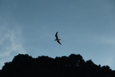 Low angle view of silhouette bird flying against sky