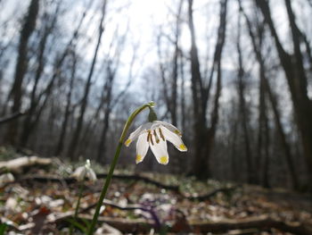 Close-up of white flowering plant