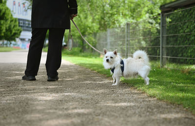 Low section of man with dogs on road