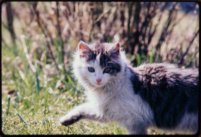 Cat relaxing on field