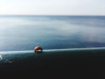 High angle view of ladybug on sea